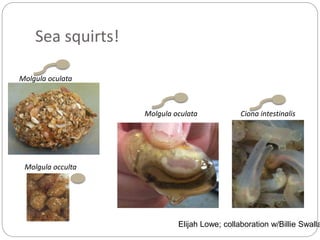Sea squirts!
Molgula oculata
Molgula occulta
Molgula oculata Ciona intestinalis
Elijah Lowe; collaboration w/Billie Swalla
 