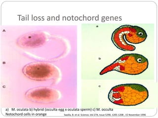 Tail loss and notochord genes
a) M. oculata b) hybrid (occulta egg x oculata sperm) c) M. occulta
Notochord cells in orange Swalla, B. et al. Science, Vol 274, Issue 5290, 1205-1208 , 15 November 1996
 