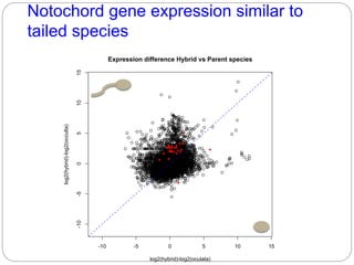 Notochord gene expression similar to
tailed species
-10 -5 0 5 10 15
-10-5051015
Expression difference Hybrid vs Parent species
log2(hybrid)-log2(oculata)
log2(hybrid)-log2(occulta)
 