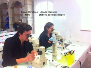 Lionel Christaen Claudia Racioppi
NYU Statione Zoologica Napoli
 