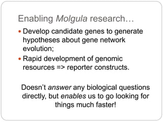 Enabling Molgula research…
 Develop candidate genes to generate
hypotheses about gene network
evolution;
 Rapid development of genomic
resources => reporter constructs.
Doesn’t answer any biological questions
directly, but enables us to go looking for
things much faster!
 