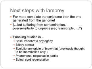 Next steps with lamprey
 Far more complete transcriptome than the one
generated from the genome!
 (…but suffering from contamination,
oversensitivity to unprocessed transcripts, …?)
 Enabling studies in –
 Basal vertebrate phylogeny
 Biliary atresia
 Evolutionary origin of brown fat (previously thought
to be mammalian only!)
 Pheromonal response in adults
 Spinal cord regeneration
 
