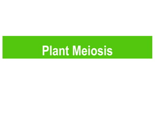 Plant Meiosis
 