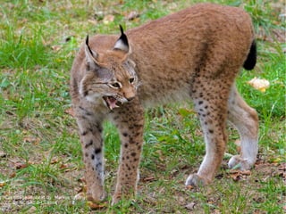Text: Creative Commons Namensnennung-Keine
kommerzielle Nutzung- Keine Bearbeitung 3.0
Österreich Lizenz.38 von 40
*Cat Image (Bobcat by Markus Wollny)
CC BY-NC-SA2.0 License
 
