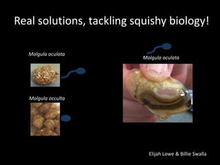 Molgula oculata
Molgula occulta
Molgula oculata
Real solutions, tackling squishy biology!
Elijah Lowe & Billie Swalla
 