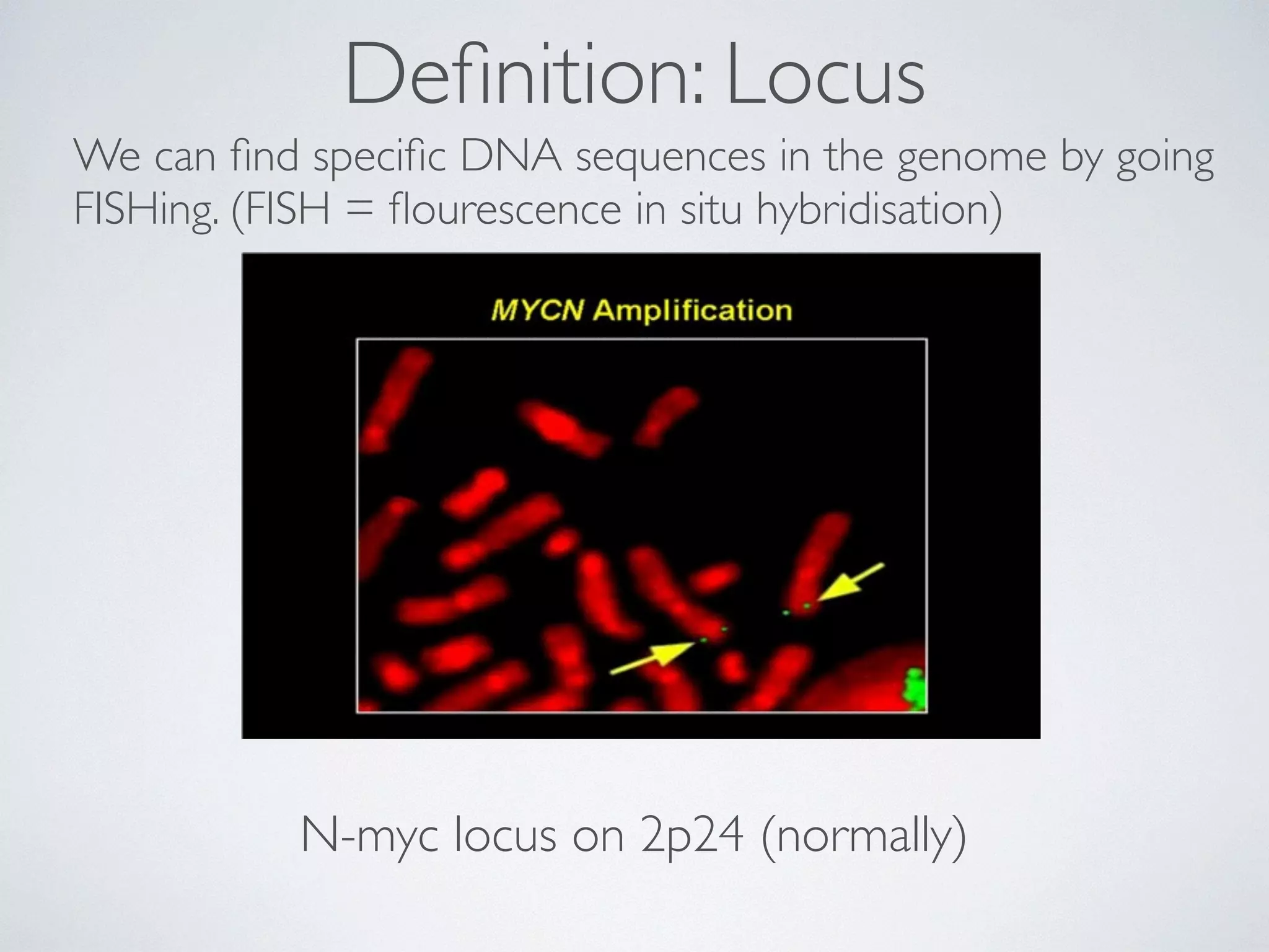 Definition: Locus 
We can find specific DNA sequences in the genome by going 
FISHing. (FISH = flourescence in situ hybridisation) 
N-myc locus on 2p24 (normally) 
 
