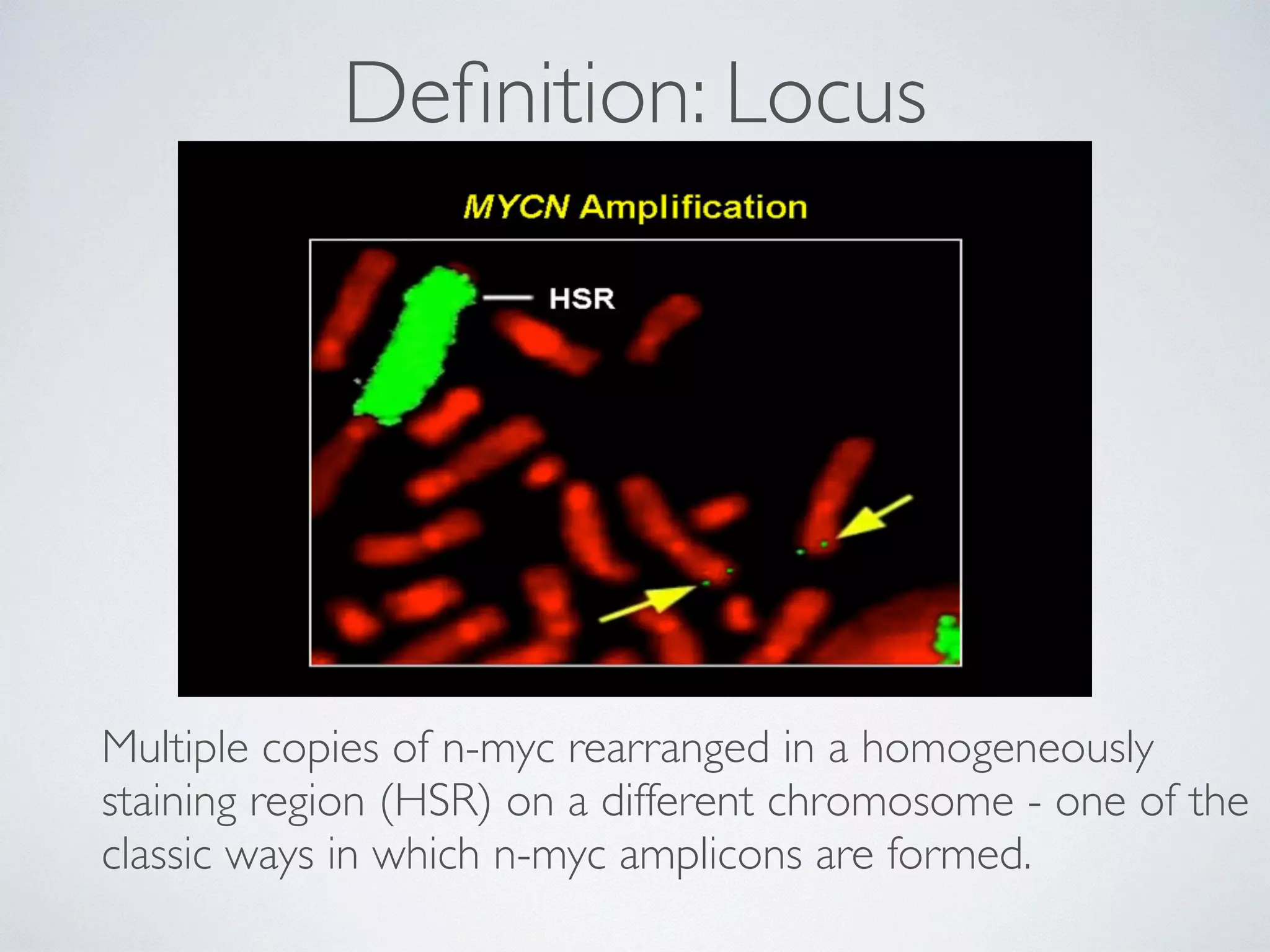 Definition: Locus 
Multiple copies of n-myc rearranged in a homogeneously 
staining region (HSR) on a different chromosome - one of the 
classic ways in which n-myc amplicons are formed. 
 
