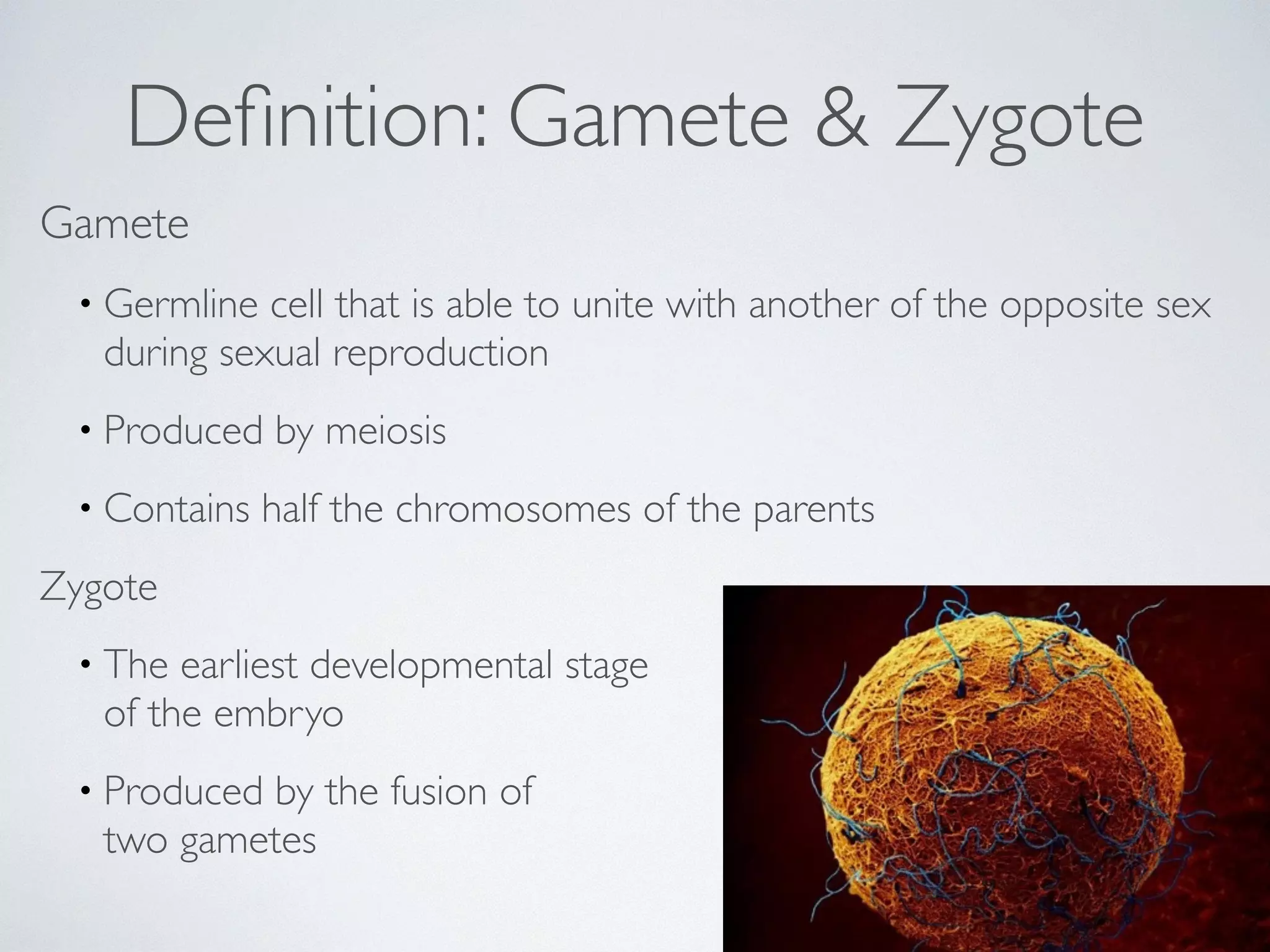 Definition: Gamete & Zygote 
Gamete 
• Germline cell that is able to unite with another of the opposite sex 
during sexual reproduction 
• Produced by meiosis 
• Contains half the chromosomes of the parents 
Zygote 
• The earliest developmental stage 
of the embryo 
• Produced by the fusion of 
two gametes 
 