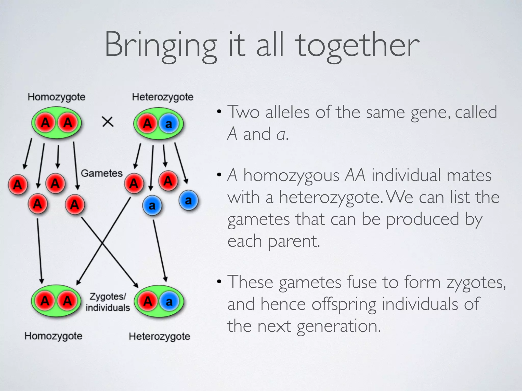 Bringing it all together 
• Two alleles of the same gene, called 
A and a. 
• A homozygous AA individual mates 
with a heterozygote. We can list the 
gametes that can be produced by 
each parent. 
• These gametes fuse to form zygotes, 
and hence offspring individuals of 
the next generation. 
 