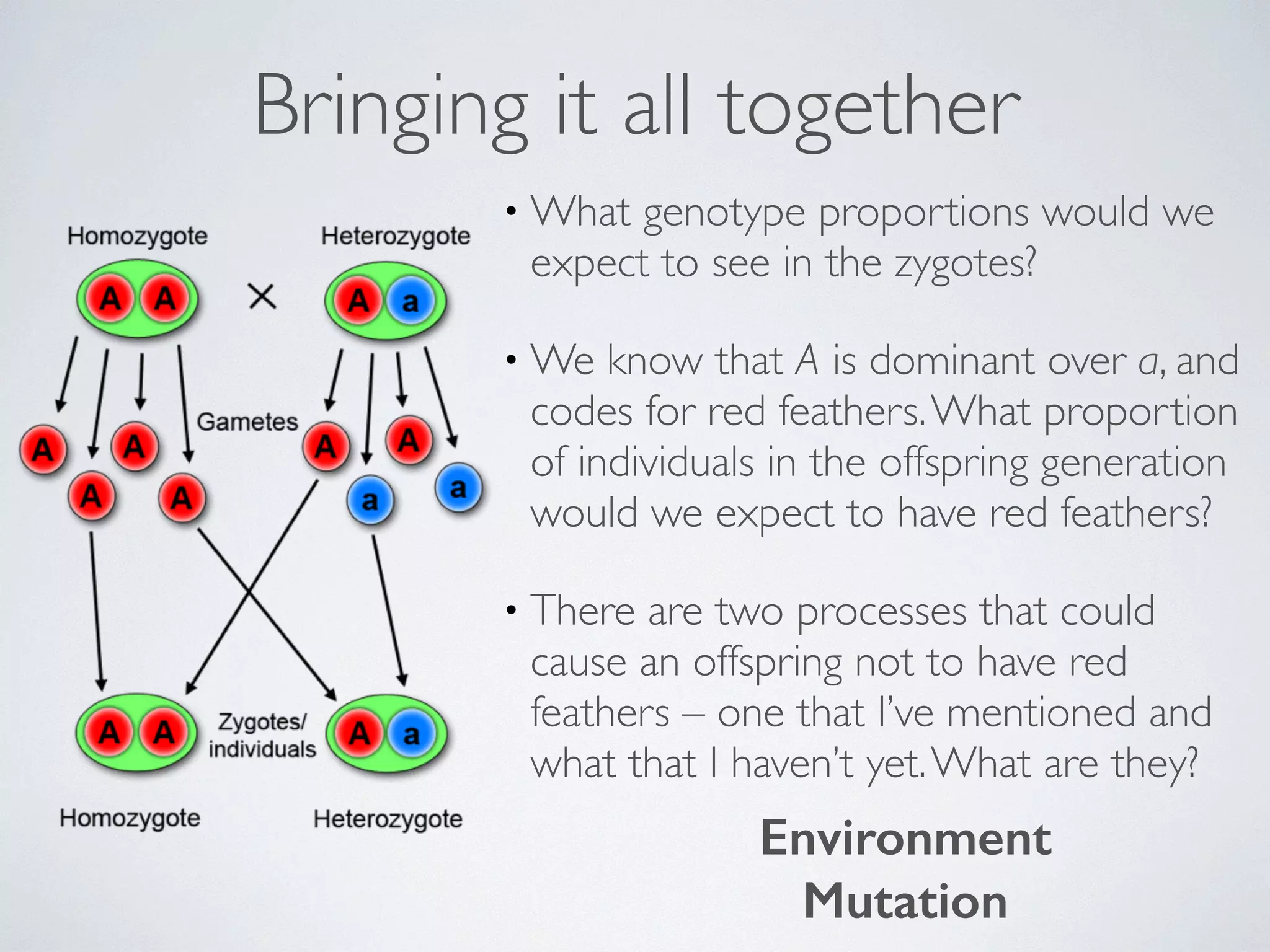 Bringing it all together 
•What genotype proportions would we 
expect to see in the zygotes? 
•We know that A is dominant over a, and 
codes for red feathers. What proportion 
of individuals in the offspring generation 
would we expect to have red feathers? 
• There are two processes that could 
cause an offspring not to have red 
feathers – one that I’ve mentioned and 
what that I haven’t yet. What are they? 
Environment 
Mutation 
 