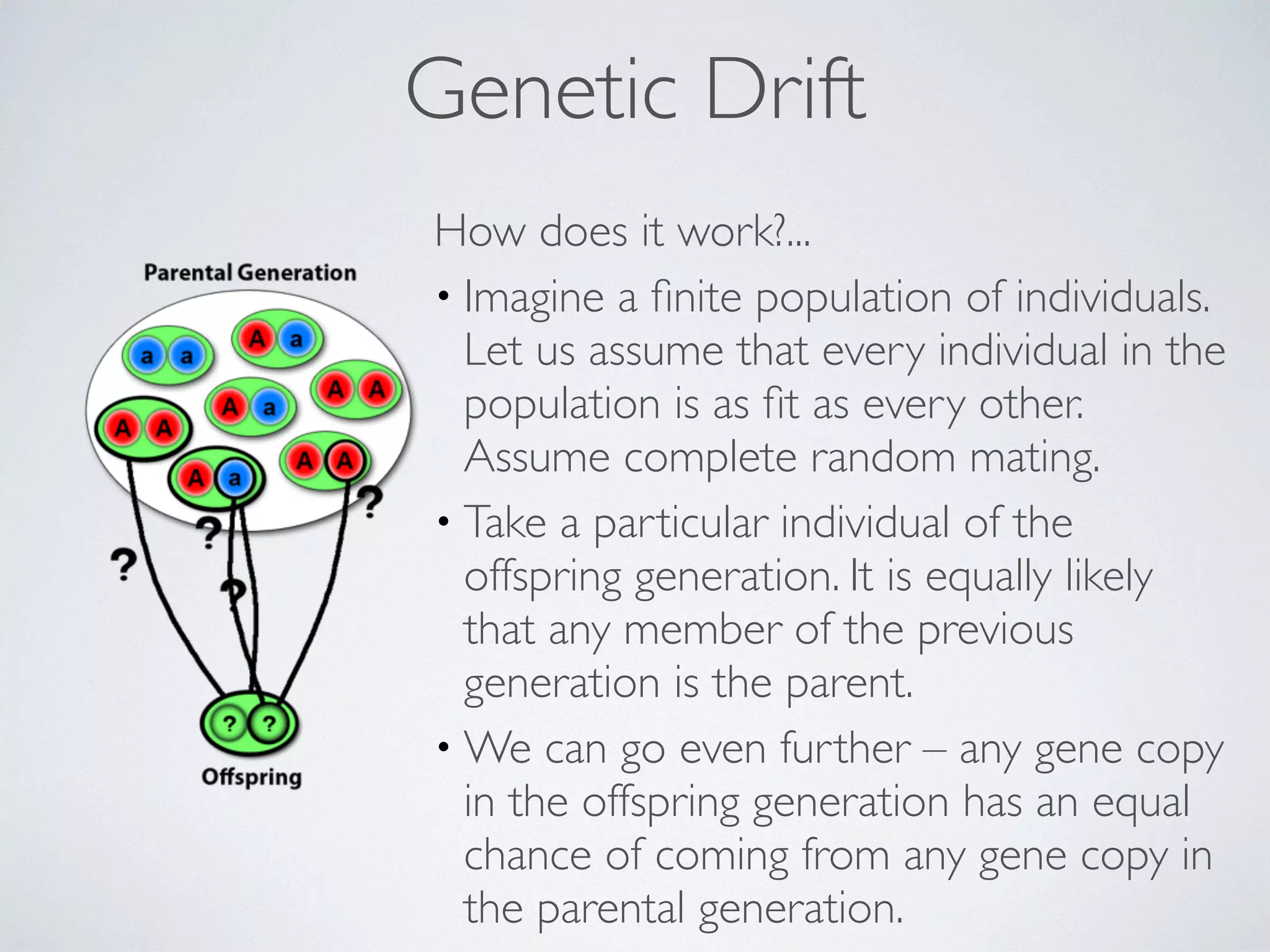 Genetic Drift 
How does it work?... 
• Imagine a finite population of individuals. 
Let us assume that every individual in the 
population is as fit as every other. 
Assume complete random mating. 
• Take a particular individual of the 
offspring generation. It is equally likely 
that any member of the previous 
generation is the parent. 
•We can go even further – any gene copy 
in the offspring generation has an equal 
chance of coming from any gene copy in 
the parental generation. 
 