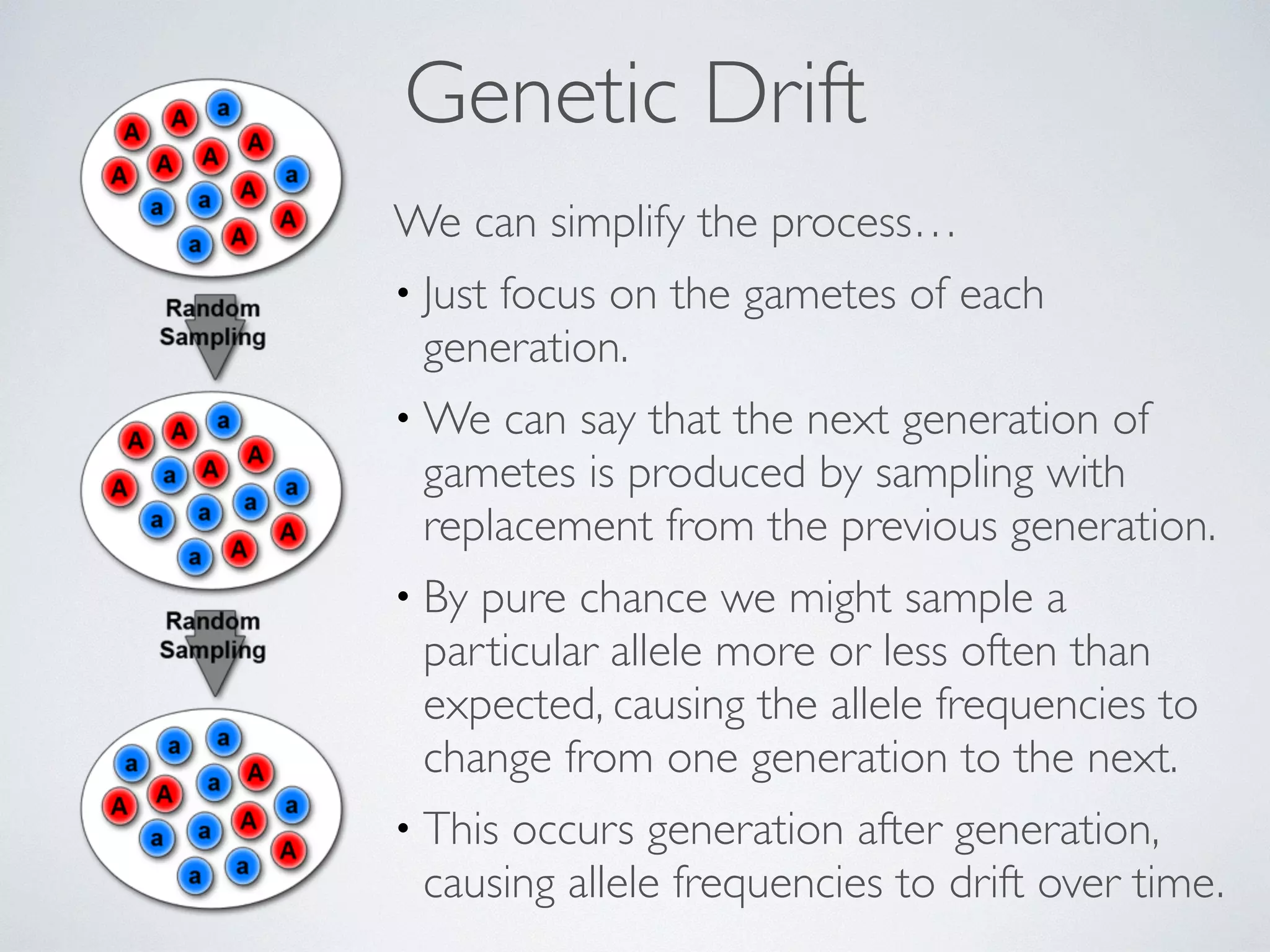Genetic Drift 
We can simplify the process… 
• Just focus on the gametes of each 
generation. 
•We can say that the next generation of 
gametes is produced by sampling with 
replacement from the previous generation. 
• By pure chance we might sample a 
particular allele more or less often than 
expected, causing the allele frequencies to 
change from one generation to the next. 
• This occurs generation after generation, 
causing allele frequencies to drift over time. 
 