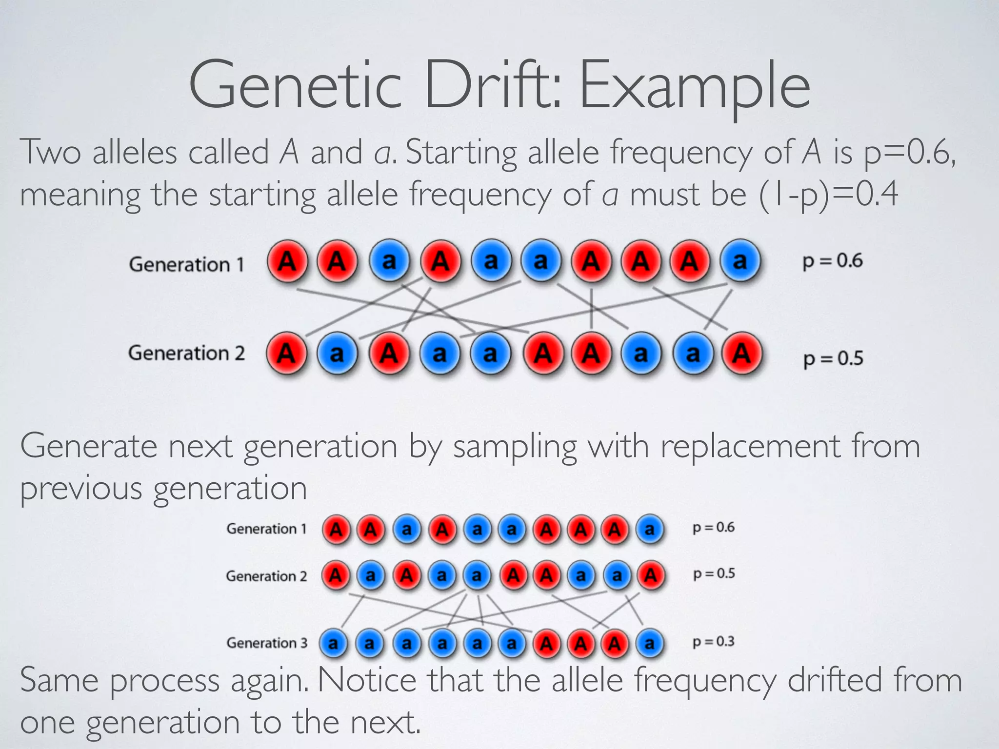 Genetic Drift: Example 
Two alleles called A and a. Starting allele frequency of A is p=0.6, 
meaning the starting allele frequency of a must be (1-p)=0.4 
Generate next generation by sampling with replacement from 
previous generation 
! 
Same process again. Notice that the allele frequency drifted from 
one generation to the next. 
 