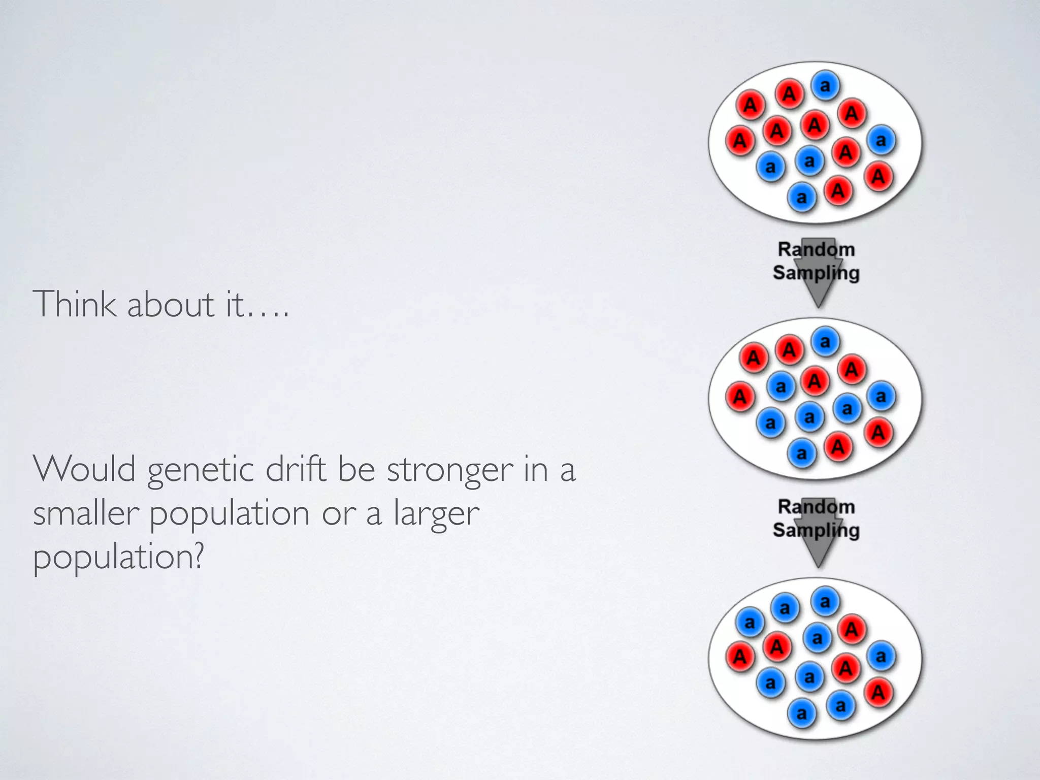 Think about it…. 
! 
Would genetic drift be stronger in a 
smaller population or a larger 
population? 
 