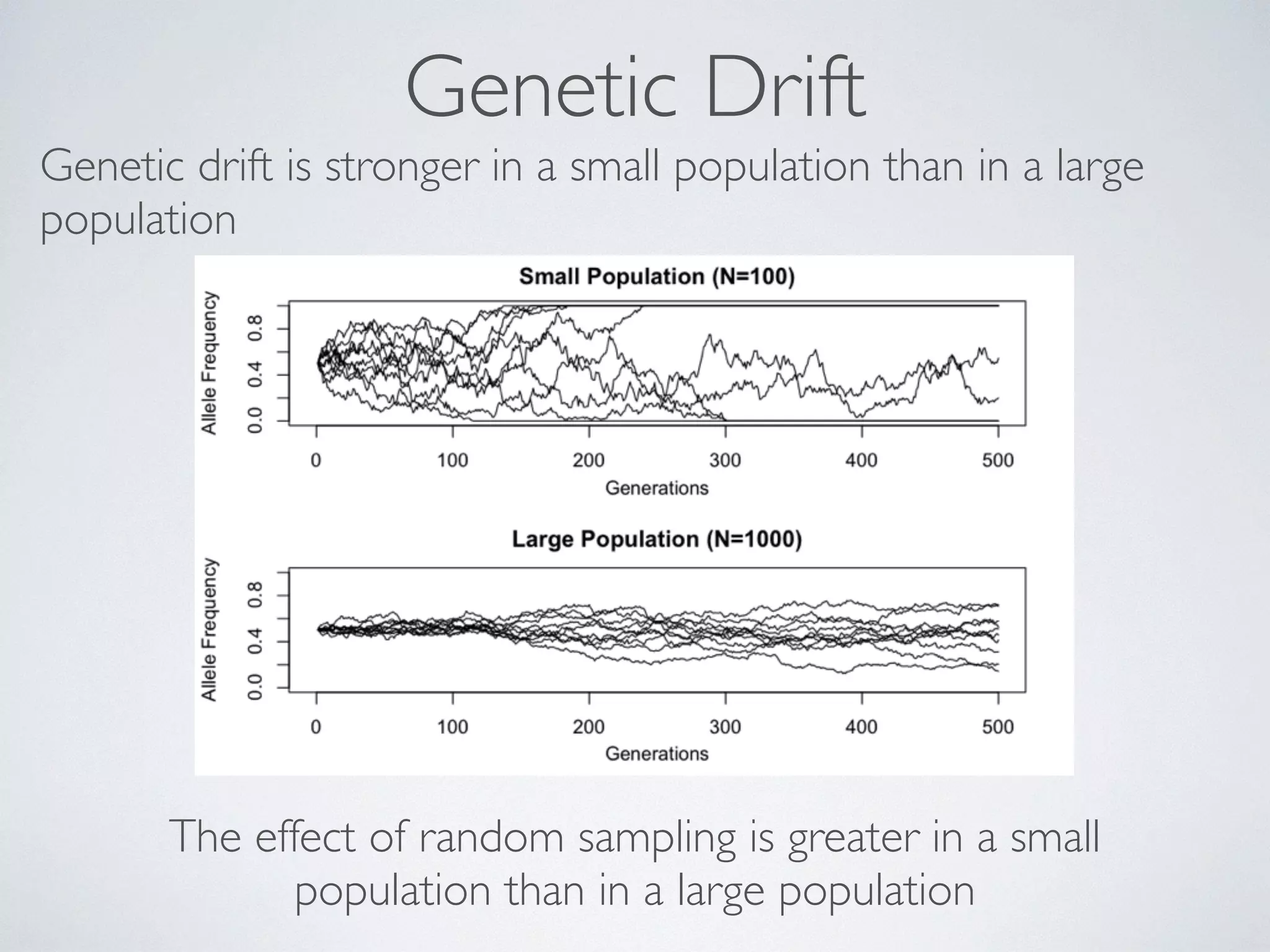 Genetic Drift 
Genetic drift is stronger in a small population than in a large 
population 
The effect of random sampling is greater in a small 
population than in a large population 
! 
 