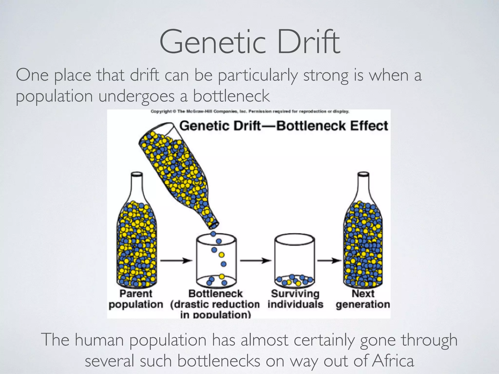 Genetic Drift 
One place that drift can be particularly strong is when a 
population undergoes a bottleneck 
The human population has almost certainly gone through 
several such bottlenecks on way out of Africa 
 