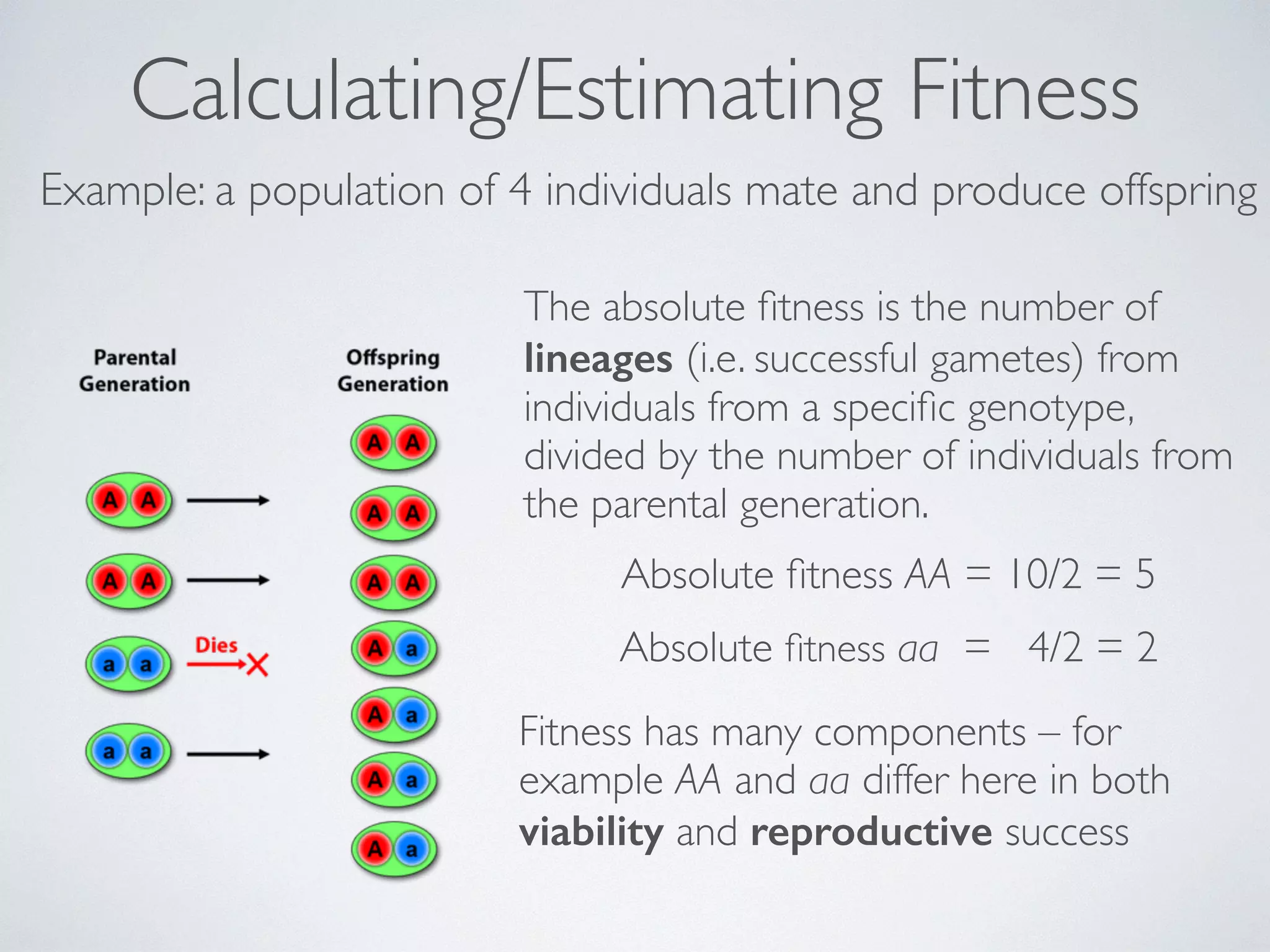 Calculating/Estimating Fitness 
Example: a population of 4 individuals mate and produce offspring 
The absolute fitness is the number of 
lineages (i.e. successful gametes) from 
individuals from a specific genotype, 
divided by the number of individuals from 
the parental generation. 
Absolute fitness AA = 10/2 = 5 
Absolute fitness aa = 4/2 = 2 
Fitness has many components – for 
example AA and aa differ here in both 
viability and reproductive success 
 
