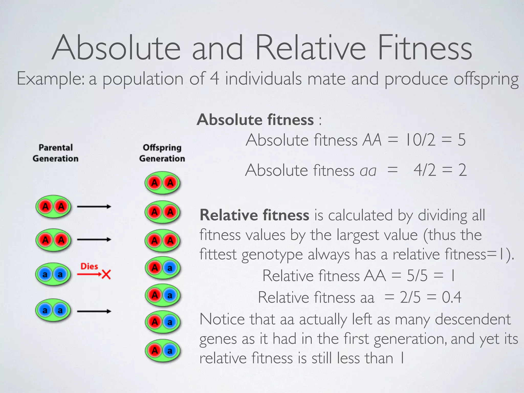 Absolute and Relative Fitness 
Example: a population of 4 individuals mate and produce offspring 
Absolute fitness : 
Absolute fitness AA = 10/2 = 5 
Absolute fitness aa = 4/2 = 2 
Relative fitness is calculated by dividing all 
fitness values by the largest value (thus the 
fittest genotype always has a relative fitness=1). 
Relative fitness AA = 5/5 = 1 
Relative fitness aa = 2/5 = 0.4 
Notice that aa actually left as many descendent 
genes as it had in the first generation, and yet its 
relative fitness is still less than 1 
 