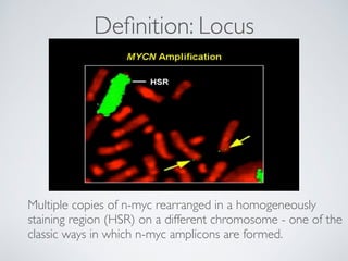 Definition: Locus 
Multiple copies of n-myc rearranged in a homogeneously 
staining region (HSR) on a different chromosome - one of the 
classic ways in which n-myc amplicons are formed. 
 