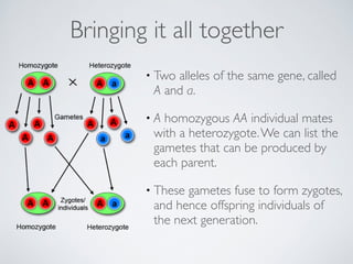 Bringing it all together 
• Two alleles of the same gene, called 
A and a. 
• A homozygous AA individual mates 
with a heterozygote. We can list the 
gametes that can be produced by 
each parent. 
• These gametes fuse to form zygotes, 
and hence offspring individuals of 
the next generation. 
 