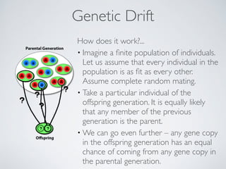 Genetic Drift 
How does it work?... 
• Imagine a finite population of individuals. 
Let us assume that every individual in the 
population is as fit as every other. 
Assume complete random mating. 
• Take a particular individual of the 
offspring generation. It is equally likely 
that any member of the previous 
generation is the parent. 
•We can go even further – any gene copy 
in the offspring generation has an equal 
chance of coming from any gene copy in 
the parental generation. 
 