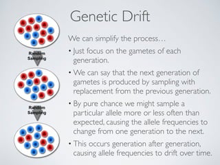 Genetic Drift 
We can simplify the process… 
• Just focus on the gametes of each 
generation. 
•We can say that the next generation of 
gametes is produced by sampling with 
replacement from the previous generation. 
• By pure chance we might sample a 
particular allele more or less often than 
expected, causing the allele frequencies to 
change from one generation to the next. 
• This occurs generation after generation, 
causing allele frequencies to drift over time. 
 