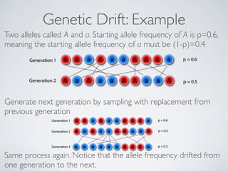 Genetic Drift: Example 
Two alleles called A and a. Starting allele frequency of A is p=0.6, 
meaning the starting allele frequency of a must be (1-p)=0.4 
Generate next generation by sampling with replacement from 
previous generation 
! 
Same process again. Notice that the allele frequency drifted from 
one generation to the next. 
 