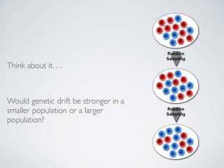 Think about it…. 
! 
Would genetic drift be stronger in a 
smaller population or a larger 
population? 
 
