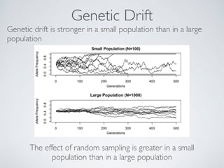 Genetic Drift 
Genetic drift is stronger in a small population than in a large 
population 
The effect of random sampling is greater in a small 
population than in a large population 
! 
 