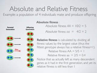 Absolute and Relative Fitness 
Example: a population of 4 individuals mate and produce offspring 
Absolute fitness : 
Absolute fitness AA = 10/2 = 5 
Absolute fitness aa = 4/2 = 2 
Relative fitness is calculated by dividing all 
fitness values by the largest value (thus the 
fittest genotype always has a relative fitness=1). 
Relative fitness AA = 5/5 = 1 
Relative fitness aa = 2/5 = 0.4 
Notice that aa actually left as many descendent 
genes as it had in the first generation, and yet its 
relative fitness is still less than 1 
 