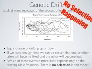 No Selection 
Happening 
Genetic Drift 
Look at many replicates of the process of evolution 
• Equal chance of drifting up or down 
• If we leave enough time we can be certain that one or other 
allele will become fixed, and the other will become lost. 
• Which of these events is more likely depends only on the 
starting allele frequency. There is no selection in this model! 
 