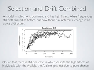 Selection and Drift Combined 
A model in which A is dominant and has high fitness. Allele frequencies 
still drift around as before, but now there is a systematic change in an 
upward direction. 
Notice that there is still one case in which, despite the high fitness of 
individuals with the A allele, the A allele gets lost due to pure chance. 
 