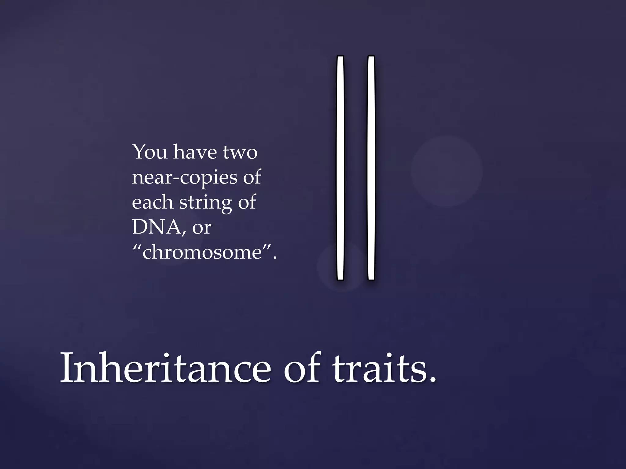 You have two
near-copies of
each string of
DNA, or
“chromosome”.

Inheritance of traits.

 