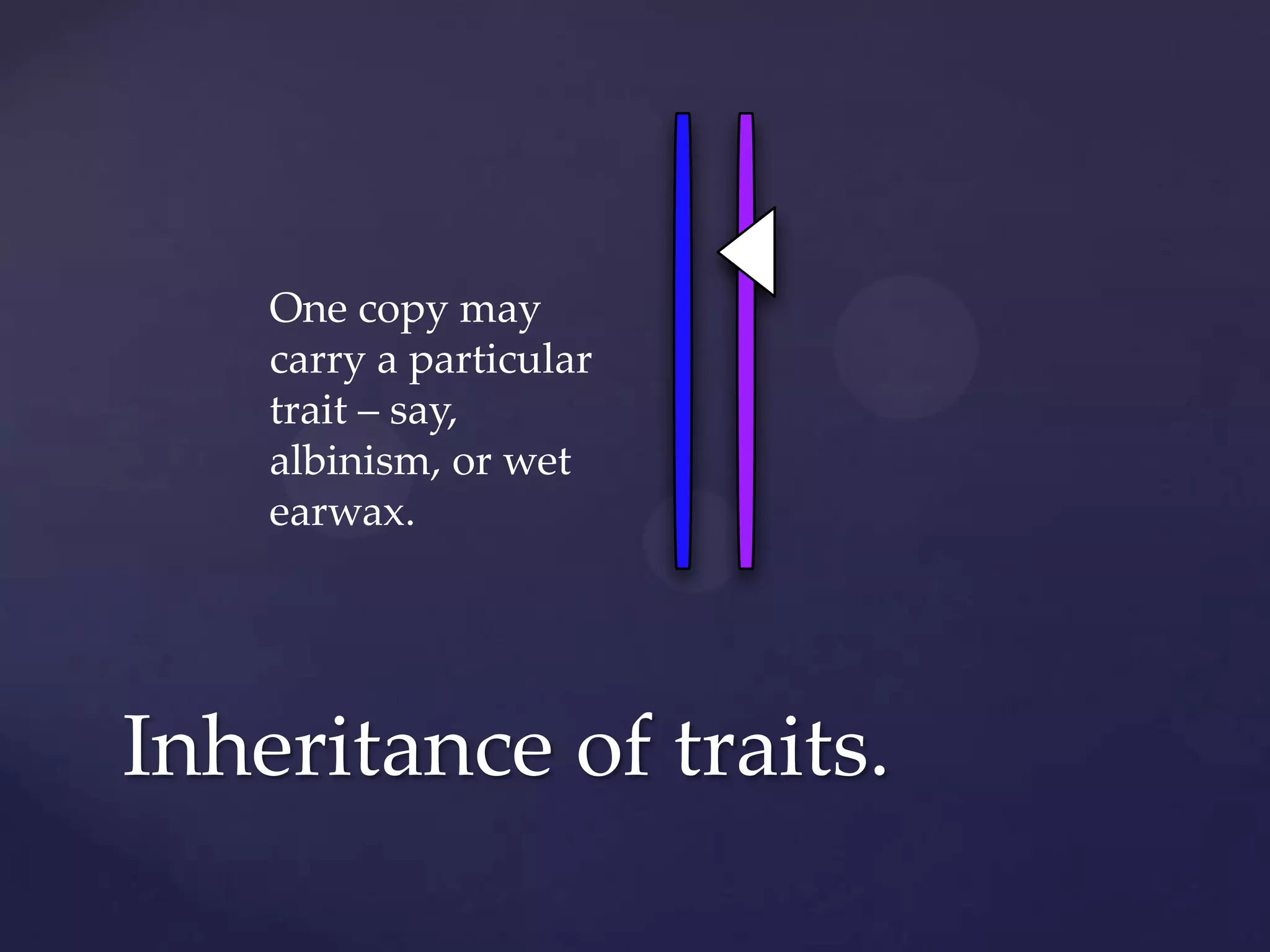 One copy may
carry a particular
trait – say,
albinism, or wet
earwax.

Inheritance of traits.

 