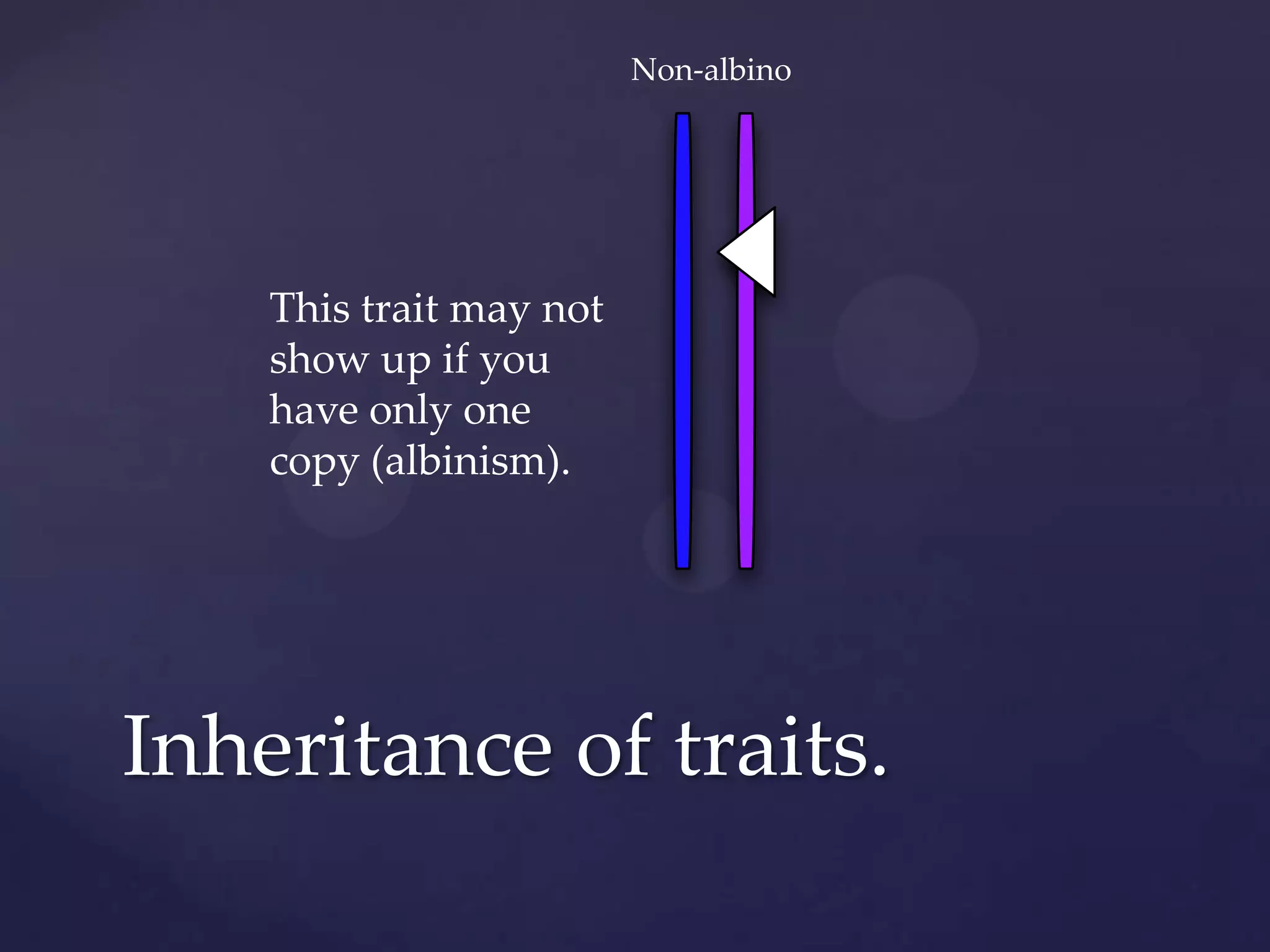 Non-albino

This trait may not
show up if you
have only one
copy (albinism).

Inheritance of traits.

 