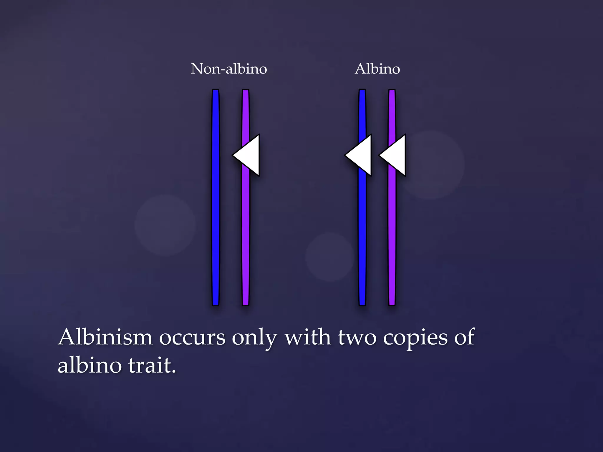 Non-albino

Albino

Albinism occurs only with two copies of
albino trait.

 