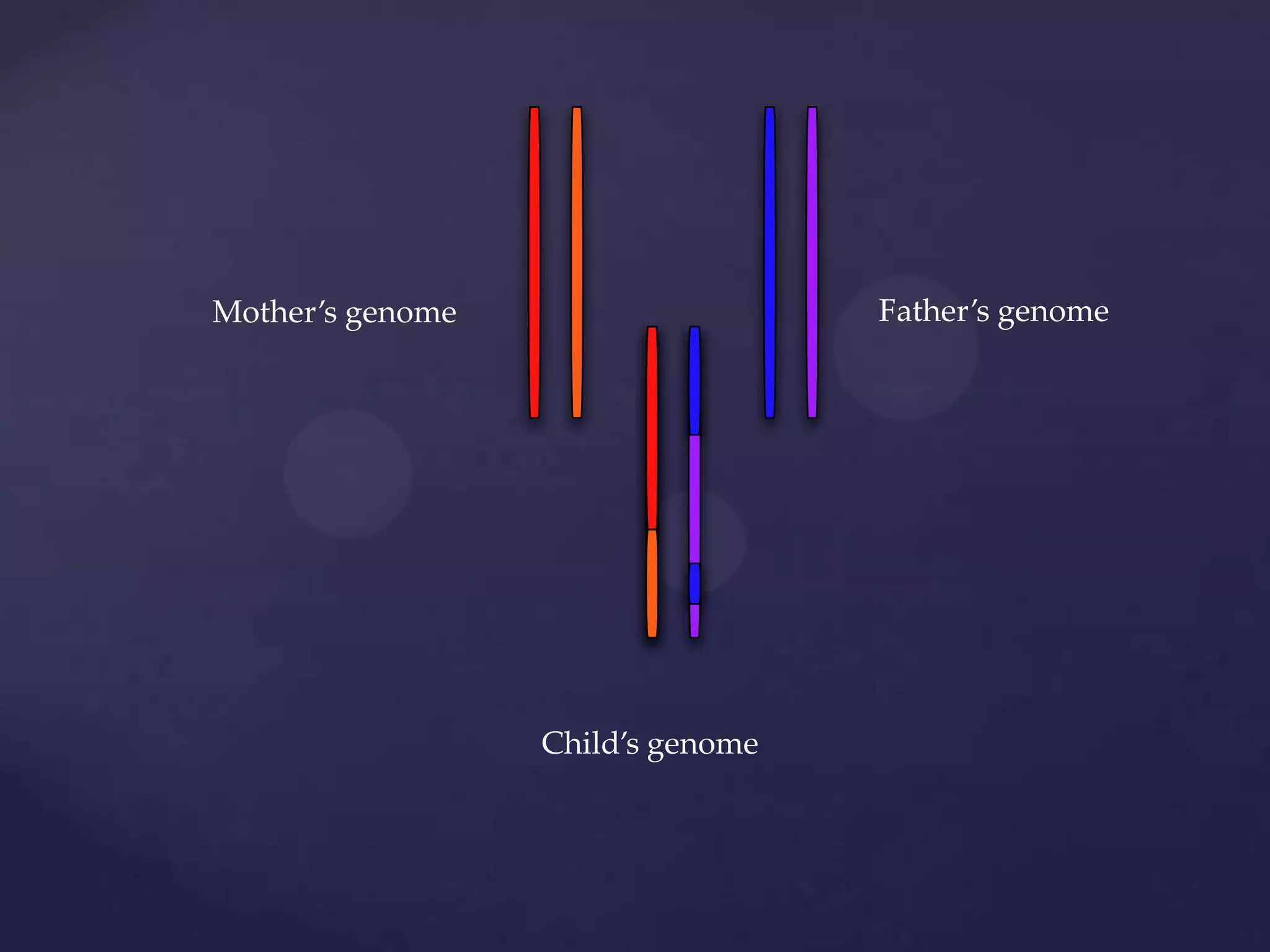 Father’s genome

Mother’s genome

Child’s genome

 