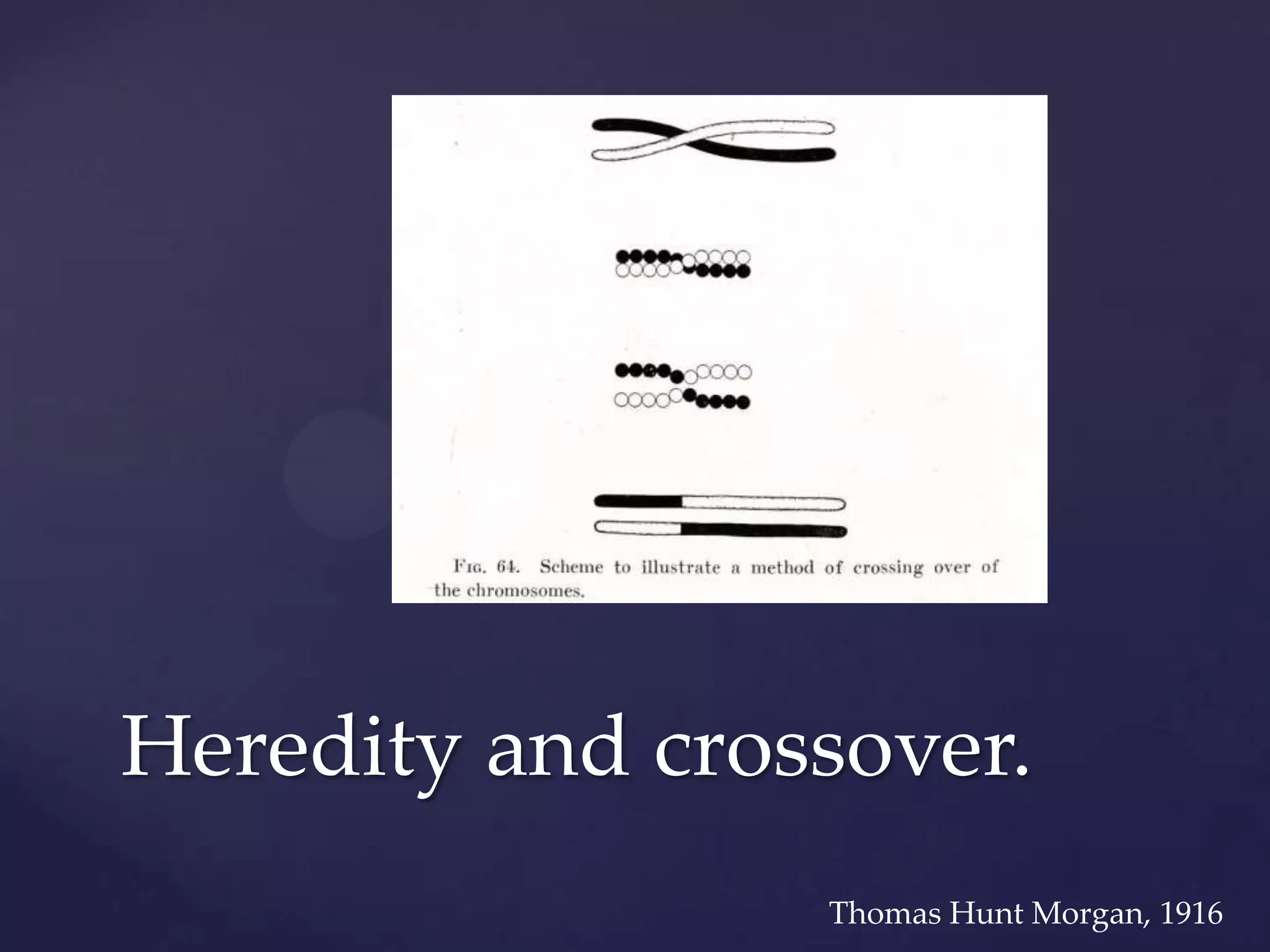 Heredity and crossover.
Thomas Hunt Morgan, 1916

 