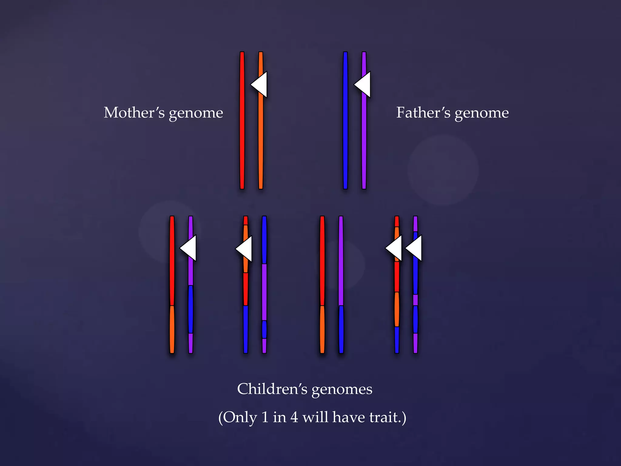 Mother’s genome

Father’s genome

Children’s genomes
(Only 1 in 4 will have trait.)

 