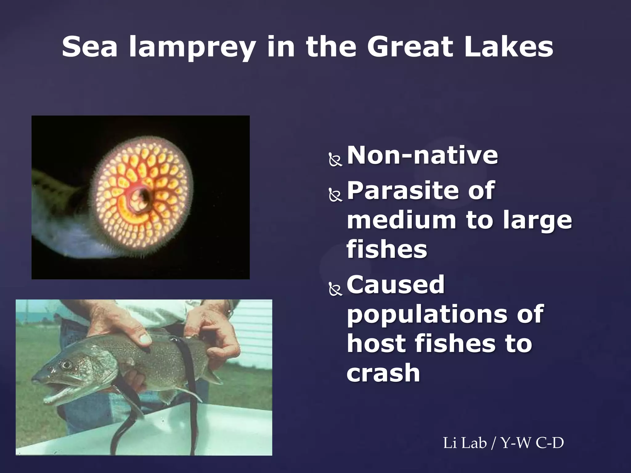 Sea lamprey in the Great Lakes

Non-native
 Parasite of
medium to large
fishes
 Caused
populations of
host fishes to
crash


Li Lab / Y-W C-D

 