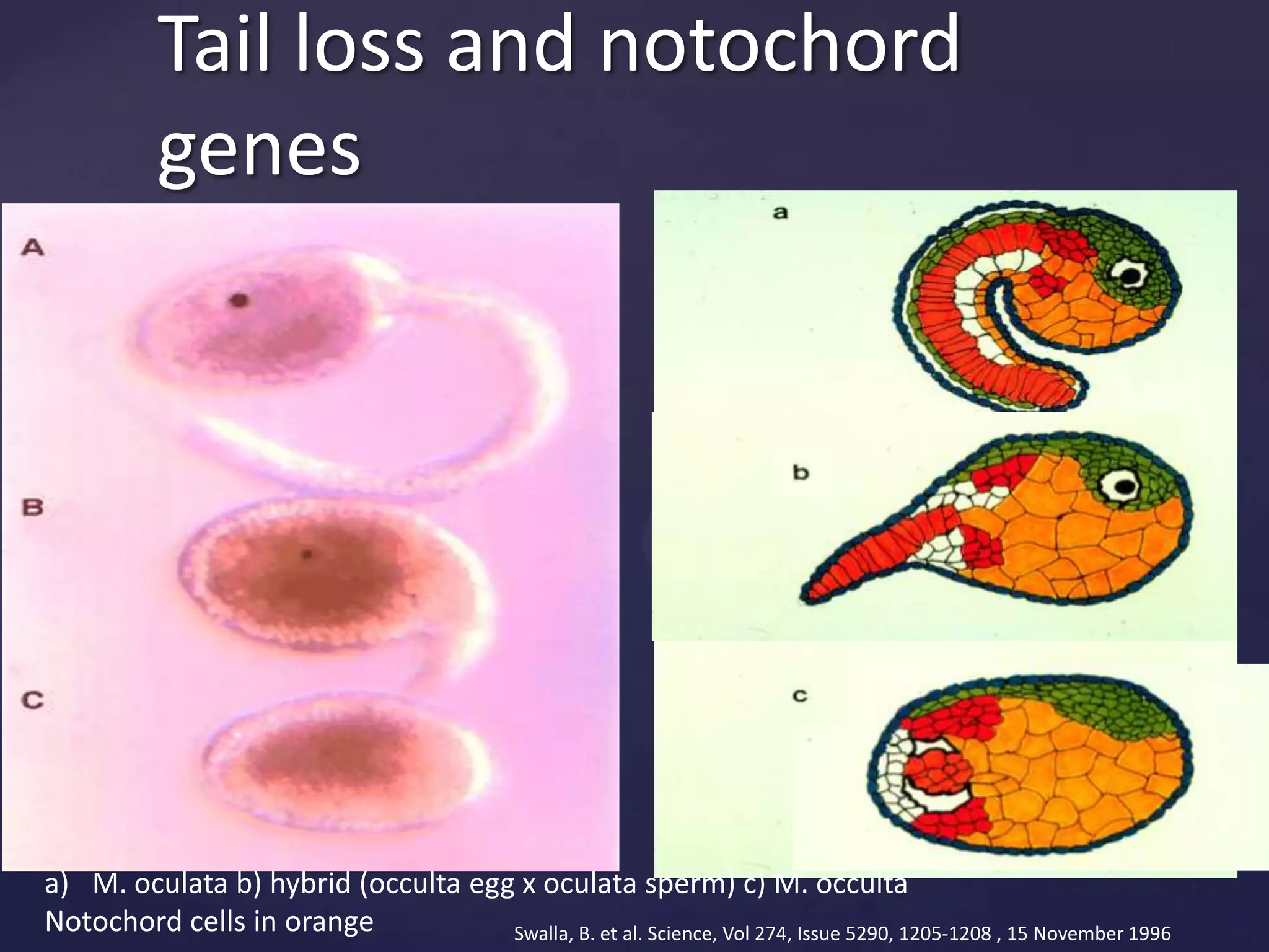 Tail loss and notochord
genes

a) M. oculata b) hybrid (occulta egg x oculata sperm) c) M. occulta
Notochord cells in orange
Swalla, B. et al. Science, Vol 274, Issue 5290, 1205-1208 , 15 November 1996

 