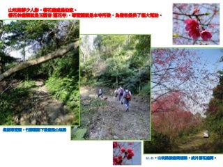 山坑路靜少人影，櫻花盡處遇仙家。
櫻花林盡頭就是玉觀音(蓮花寺)，導覽圖就是本寺所做，為遊客提供了極大幫助。

根據導覽圖，竹腳薰路下段應是山坑路

14:43，山坑路接產業道路，成片櫻花盛開。

 