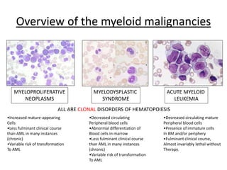 Overview of the myeloid malignancies

MYELOPROLIFERATIVE
NEOPLASMS

MYELODYSPLASTIC
SYNDROME

ACUTE MYELOID
LEUKEMIA

ALL ARE CLONAL DISORDERS OF HEMATOPOIESIS
•Increased mature-appearing
Cells
•Less fulminant clinical course
than AML in many instances
(chronic)
•Variable risk of transformation
To AML

•Decreased circulating
Peripheral blood cells
•Abnormal differentiation of
Blood cells in marrow
•Less fulminant clinical course
than AML in many instances
(chronic)
•Variable risk of transformation
To AML

•Decreased circulating mature
Peripheral blood cells
•Presence of immature cells
In BM and/or periphery
•Fulminant clinical course,
Almost invariably lethal without
Therapy.

 