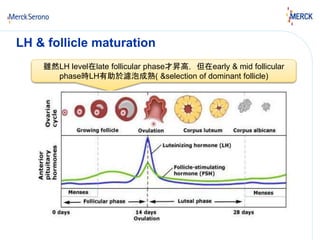 LH & follicle maturation 
雖然LH level在late follicular phase才昇高，但在early & mid follicular 
phase時LH有助於濾泡成熟( &selection of dominant follicle) 
 