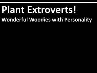 Plant Extroverts!
Wonderful Woodies with Personality
 