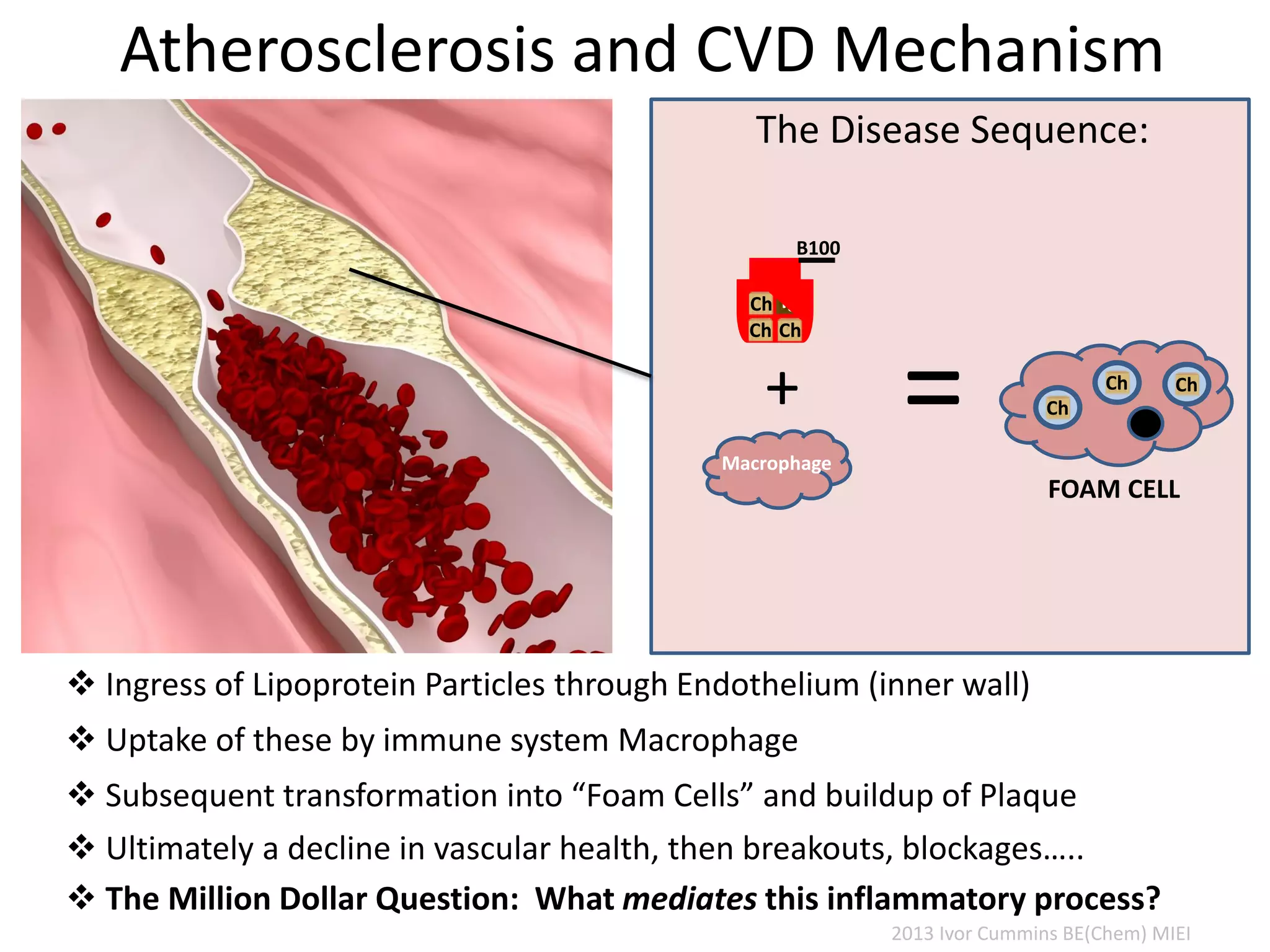Atherosclerosis and CVD Mechanism
 Ingress of Lipoprotein Particles through Endothelium (inner wall)
 Uptake of these by immune system Macrophage
 Subsequent transformation into “Foam Cells” and buildup of Plaque
 Ultimately a decline in vascular health, then breakouts, blockages…..
The Disease Sequence:
+ Ch
Ch Ch
Macrophage
=
FOAM CELL
 The Million Dollar Question: What mediates this inflammatory process?
TgCh
ChCh
B100
2013 Ivor Cummins BE(Chem) MIEI
 