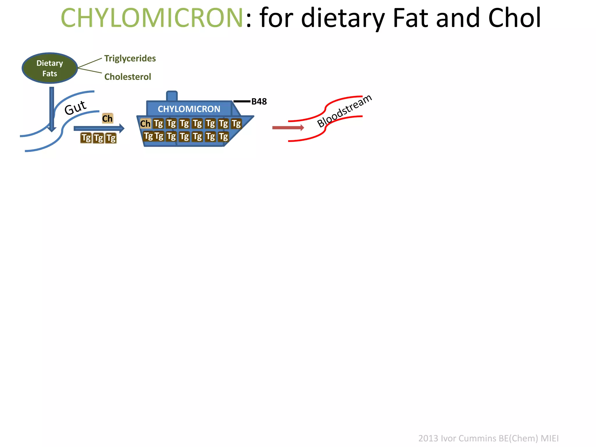 CHYLOMICRON: for dietary Fat and Chol
Dietary
Fats
Triglycerides
Cholesterol
CHYLOMICRON
B48
TgTgCh
TgTgTg
Tg
Tg
Tg
Tg
Tg
Tg
Tg
Tg
TgCh
Tg Tg Tg
2013 Ivor Cummins BE(Chem) MIEI
 