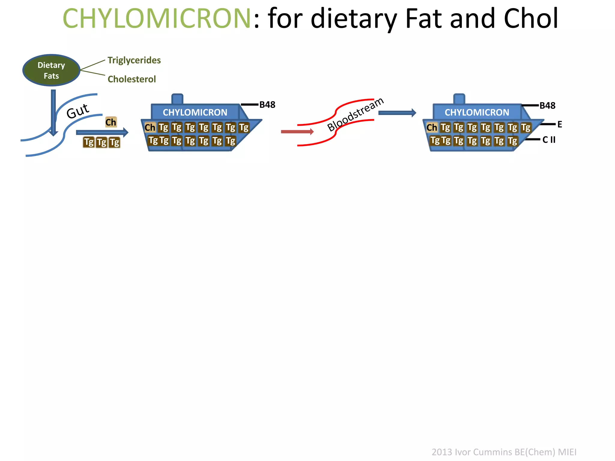 CHYLOMICRON: for dietary Fat and Chol
Dietary
Fats
Triglycerides
Cholesterol
E
C II
CHYLOMICRON
B48
TgTgCh
TgTgTg
Tg
Tg
Tg
Tg
Tg
Tg
Tg
Tg
Tg
CHYLOMICRON
B48
TgTgCh
TgTgTg
Tg
Tg
Tg
Tg
Tg
Tg
Tg
Tg
TgCh
Tg Tg Tg
2013 Ivor Cummins BE(Chem) MIEI
 
