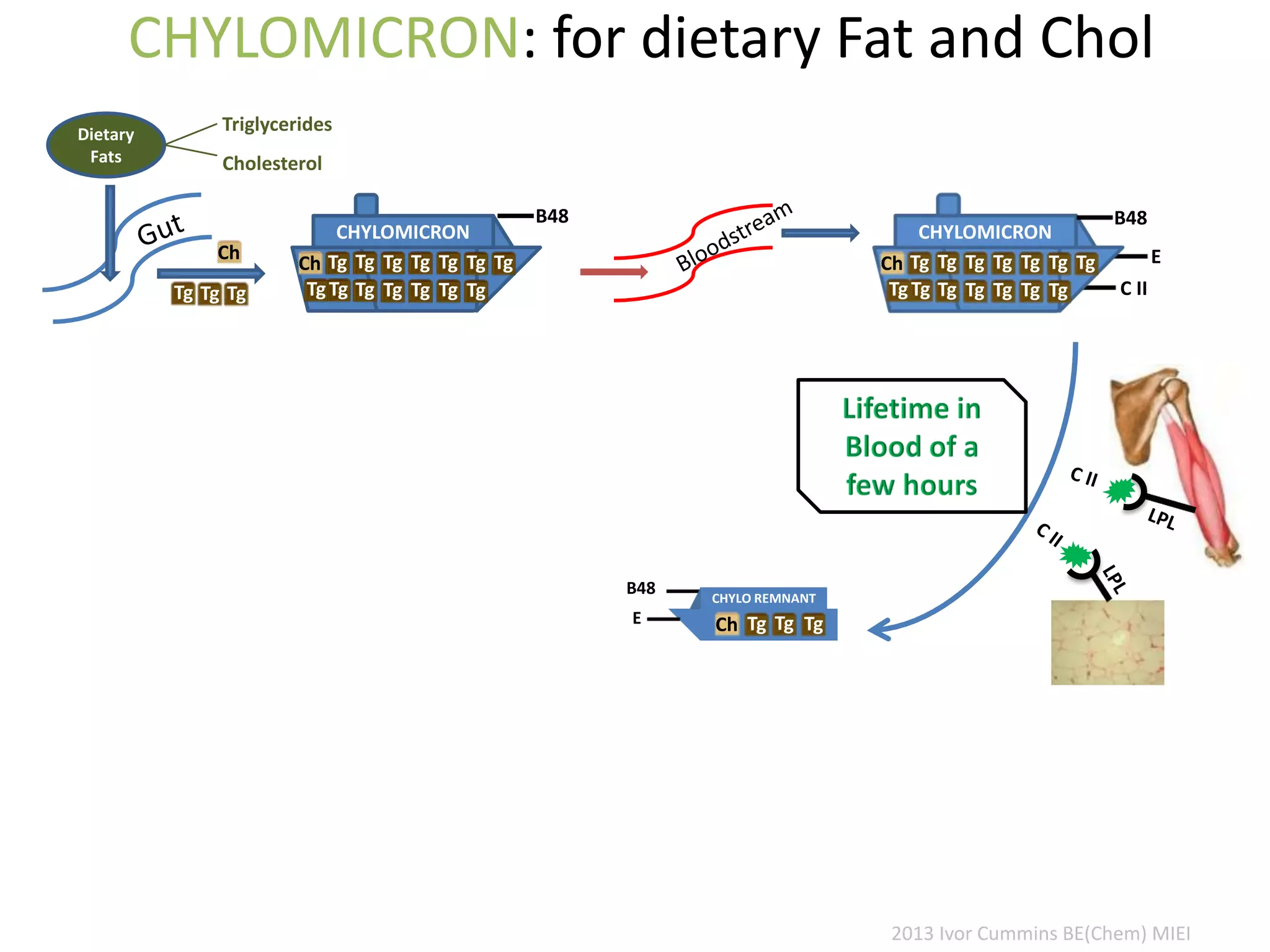 CHYLOMICRON: for dietary Fat and Chol
Dietary
Fats
Triglycerides
Cholesterol
E
C II
CHYLOMICRON
B48
TgTgCh
TgTgTg
Tg
Tg
Tg
Tg
Tg
Tg
Tg
Tg
Tg
CHYLOMICRON
B48
TgTgCh
TgTgTg
Tg
Tg
Tg
Tg
Tg
Tg
Tg
Tg
Tg
B48 CHYLO REMNANT
Ch TgTg TgE
Ch
Tg Tg Tg
2013 Ivor Cummins BE(Chem) MIEI
 