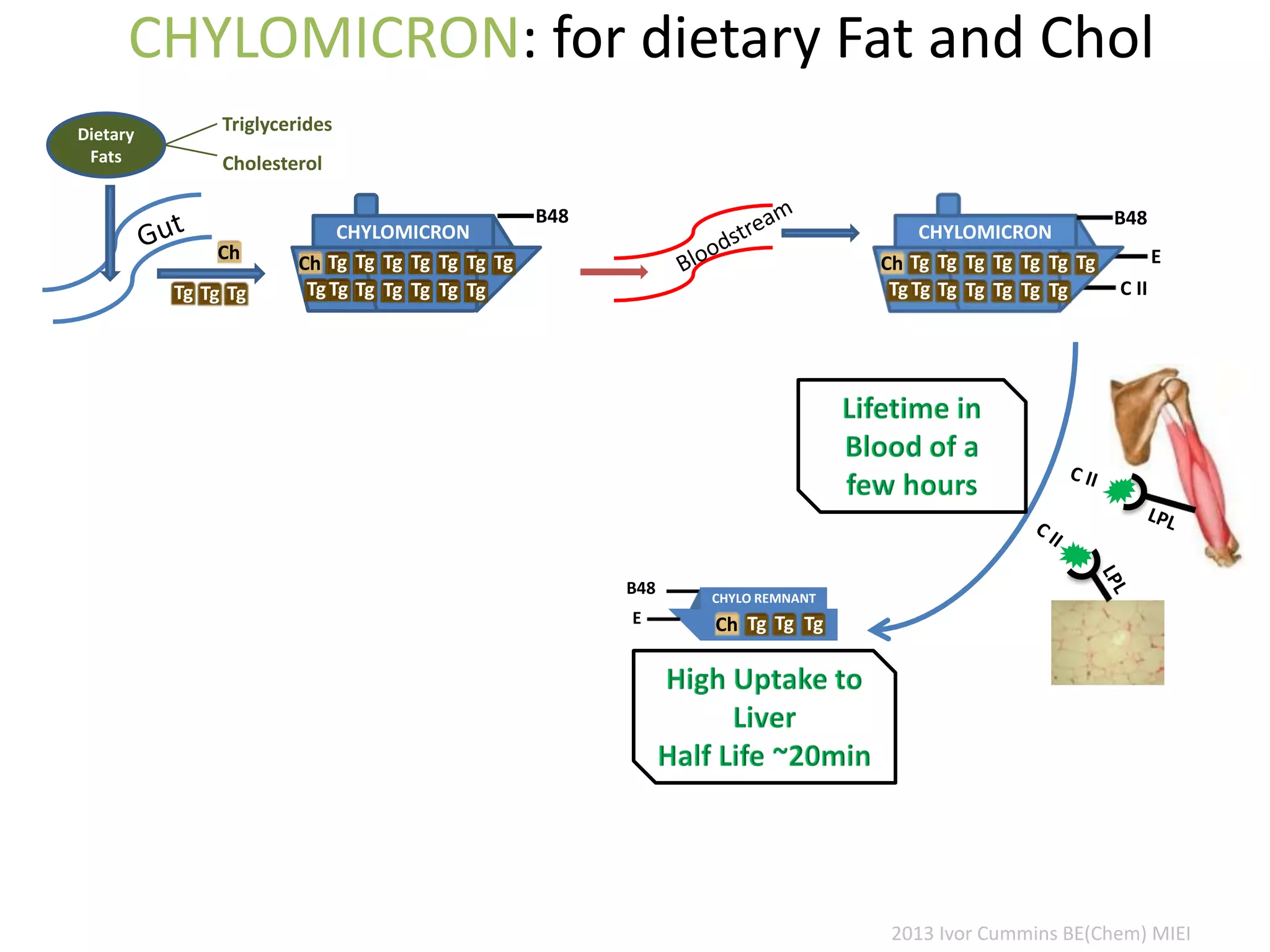 CHYLOMICRON: for dietary Fat and Chol
Dietary
Fats
Triglycerides
Cholesterol
E
C II
CHYLOMICRON
B48
TgTgCh
TgTgTg
Tg
Tg
Tg
Tg
Tg
Tg
Tg
Tg
Tg
CHYLOMICRON
B48
TgTgCh
TgTgTg
Tg
Tg
Tg
Tg
Tg
Tg
Tg
Tg
Tg
B48 CHYLO REMNANT
Ch TgTg TgE
Ch
Tg Tg Tg
2013 Ivor Cummins BE(Chem) MIEI
 